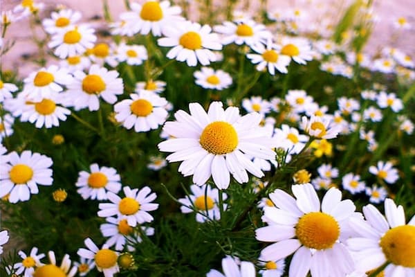 تصویر 5 از قیمت خرید بابونه شیرازی خشک شده با فروش عمده